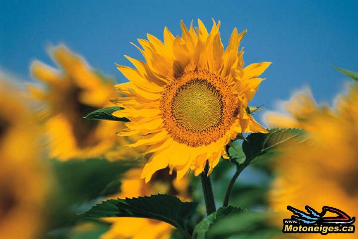 Les fleurs de tournesol suivent le déplacement du soleil tout au long de la journée pour en profiter au maximum. Il est possible de le faire avec les plaques solaires avec un mécanisme appelé pointeur solaire.