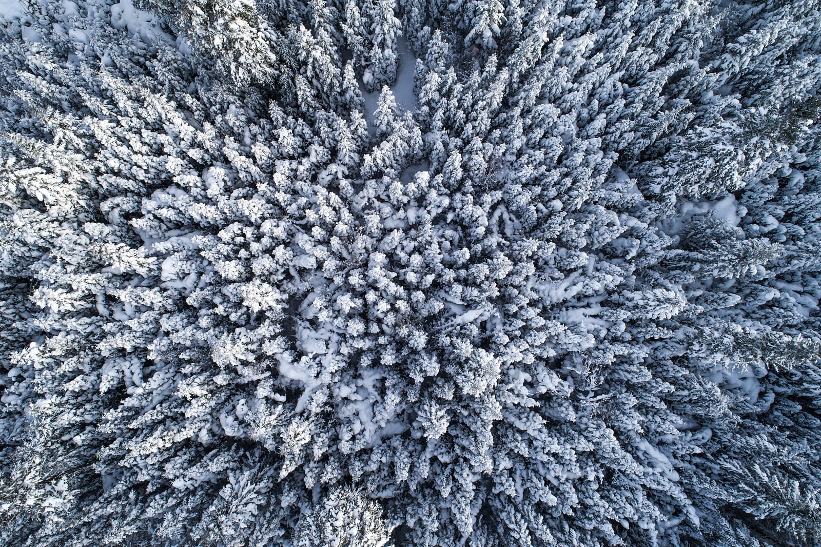 Vue aérienne d’une forêt dense recouverte de neige, révélant des sommets d’arbres givrés dans un motif naturel.